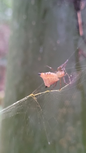 Micrathena excavata