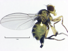 Liriomyza chenopodii