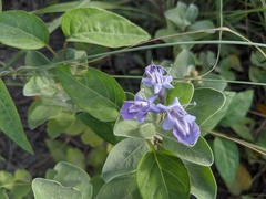 Vitex rotundifolia