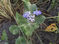 Vitex rotundifolia