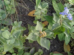 Vitex rotundifolia