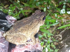 Ingerophrynus parvus