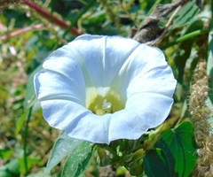 Ipomoea corymbosa