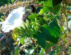 Ipomoea corymbosa