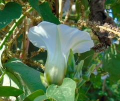 Ipomoea corymbosa