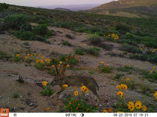 Scrub Hare (Lepus saxatilis)