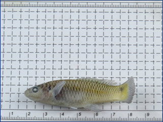 Oblique livebearer (Pseudoxiphophorus obliquus) — Poeciliidae