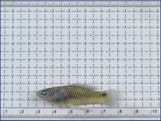 Oblique livebearer (Pseudoxiphophorus obliquus) — Poeciliidae — 2