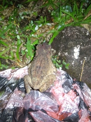 Ingerophrynus parvus