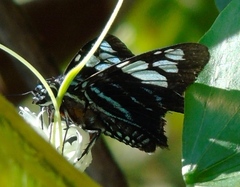 Phocides belus