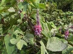 Pueraria