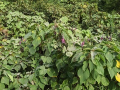Pueraria