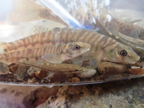 Log perch (Percina caprodes) — Percidae — 5