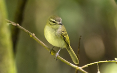 Alagoas Tyrannulet photo 2