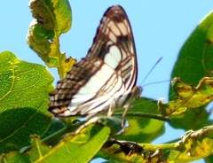 Adelpha iphicleola iphicleola