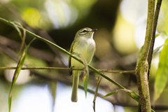 Alagoas Tyrannulet photo 5
