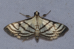 Ravanoa xiphialis