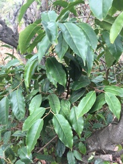 Prunus lusitanica