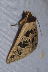 Anoba polyspila