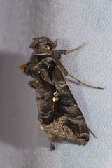 Plusiopalpa adrasta