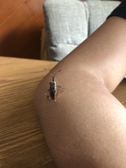 Leptoglossus occidentalis