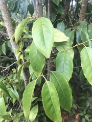 Prunus lusitanica
