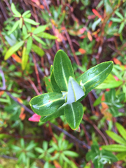 Kalmia microphylla