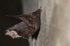 Amphigonia hepatizans