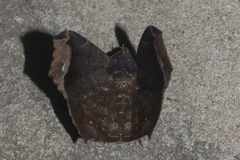 Amphigonia hepatizans