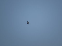 Milvus migrans lineatus