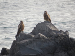 Milvus migrans lineatus