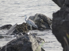 Ardea cinerea