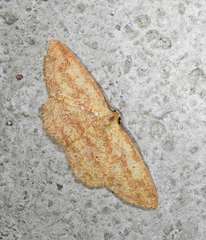 Cosymbiini
