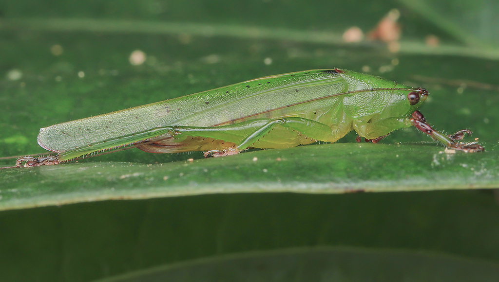 Ischnophyllus