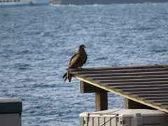 Milvus migrans lineatus