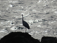 Ardea cinerea
