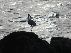 Ardea cinerea