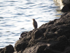 Monticola solitarius philippensis