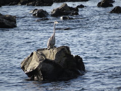 Ardea cinerea
