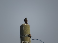 Monticola solitarius philippensis