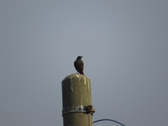 Monticola solitarius philippensis