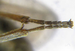 Sterictiphora geminata