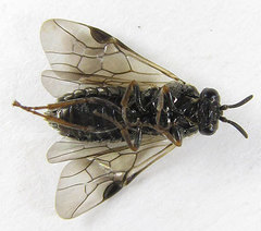 Sterictiphora geminata