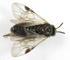 Sterictiphora geminata