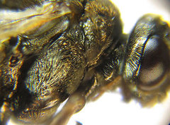 Sterictiphora geminata