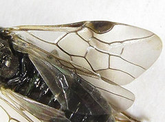 Sterictiphora geminata