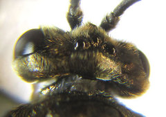 Sterictiphora geminata