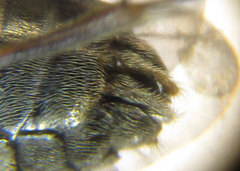 Sterictiphora geminata