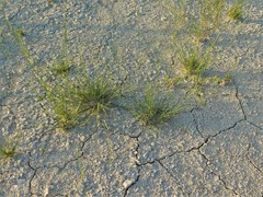 Sporobolus neglectus