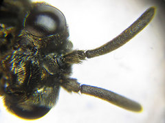 Sterictiphora geminata